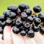 aronia berries