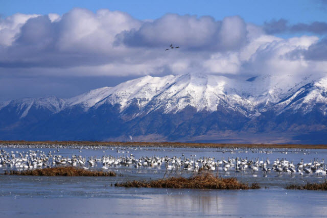 Wetland Management