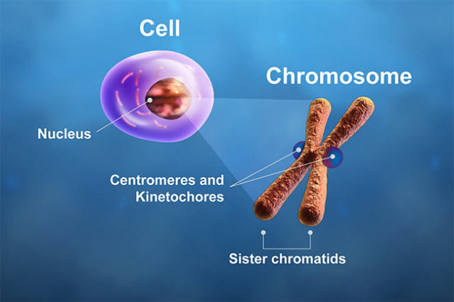 centromeres and kinetochores of a chromosome play critical roles during cell division