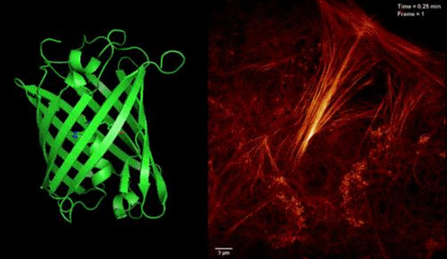 Super Resolution Microscopy