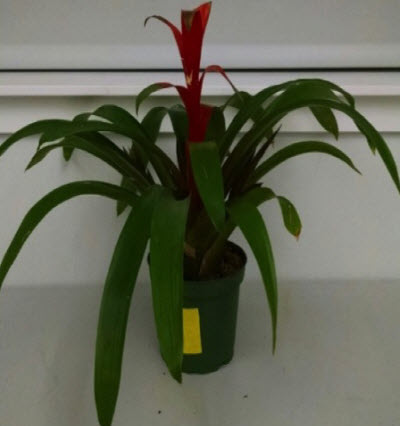 Bromeliad plant