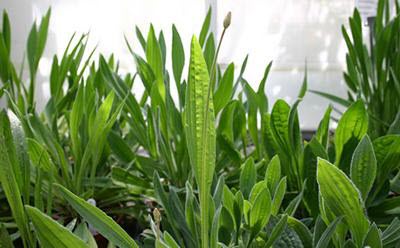 Plantago lanceolata