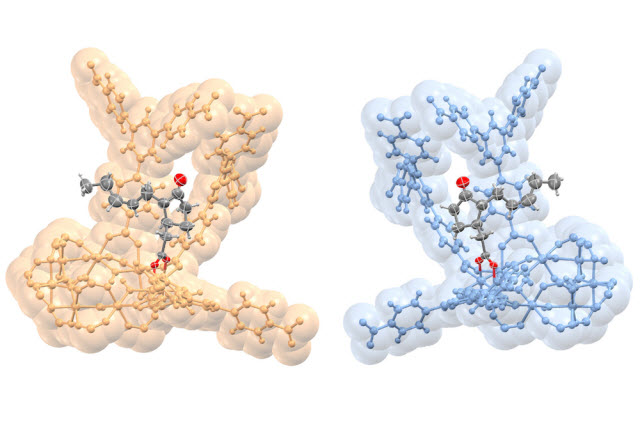 opposite configurations in the molecular structure of a plant hormone called jasmonic acid