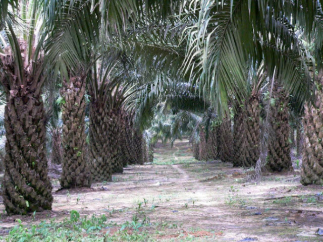 Palm oil