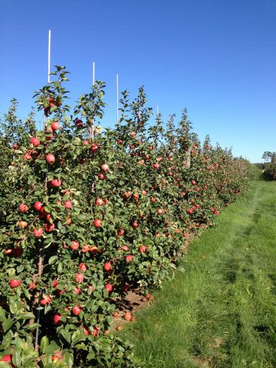 Honeycrisp orchard in Western New York