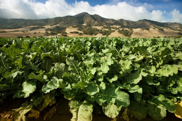 A field of celery grows in the Salinas Valley