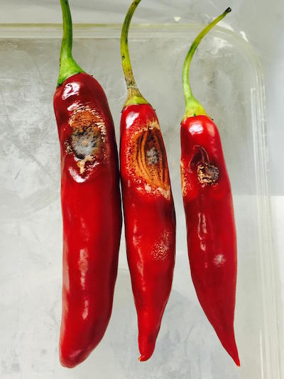 Black lesions on child peppers