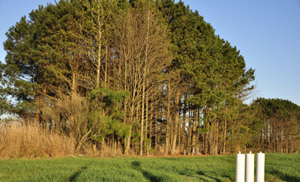 trees and switchgrass buffer plots 