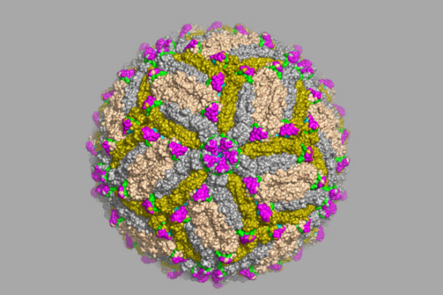 Zika virus