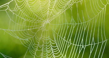 spider silk