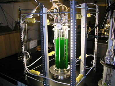 Synechococcus 7002 in a bioreactor