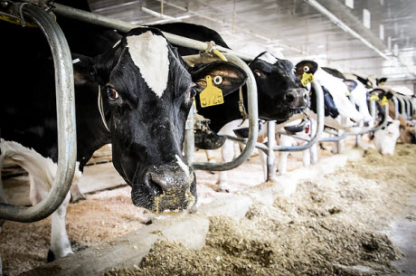 Holstein dairy cows 