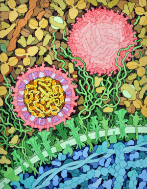 Cross-section of Zika virus