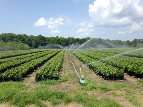 sweetgum hybrids