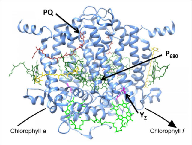 Chlorophyl