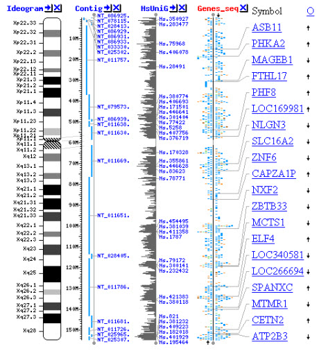 Map of the human X chromosome 