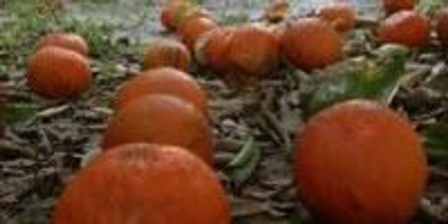 New Method Tells Growers More about Citrus Decay | Lab Manager