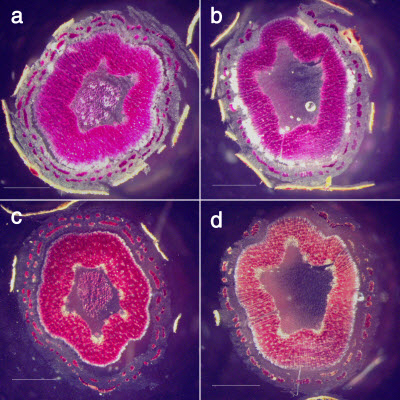 cross sections of aspen stems