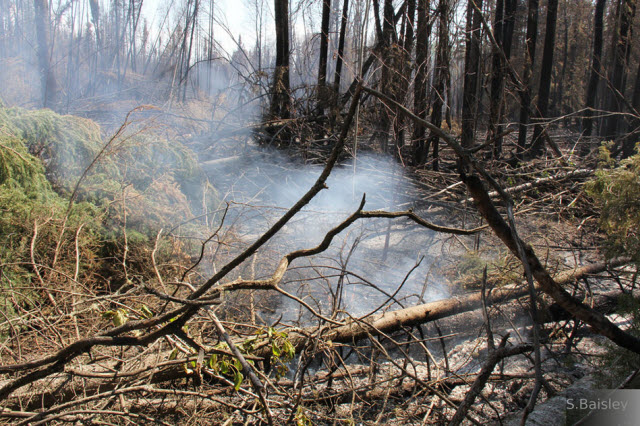 peat bog