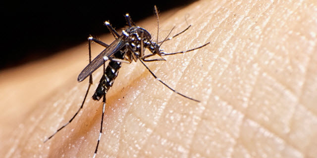 Aedes aegypti mosquito