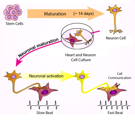 Lab-Grown Nerve Cells Make Heart Cells Throb