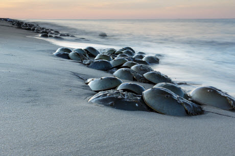 Horseshoe crabs