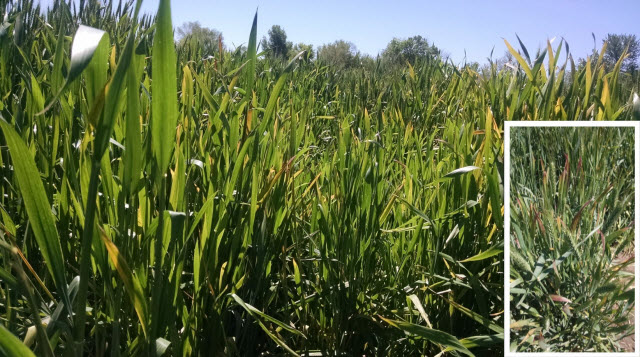 Barley yellow dwarf virus-infected Kansas winter wheat