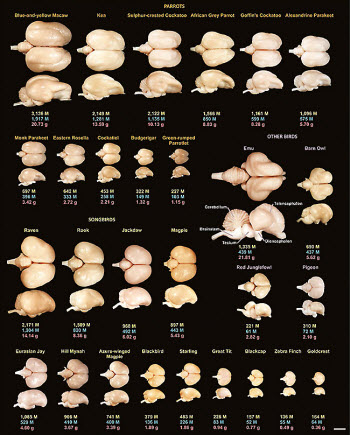 collection of avian brains