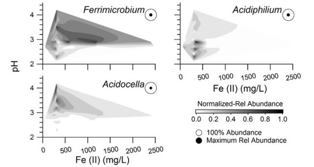 Distribution of three predominant bacterial groups 