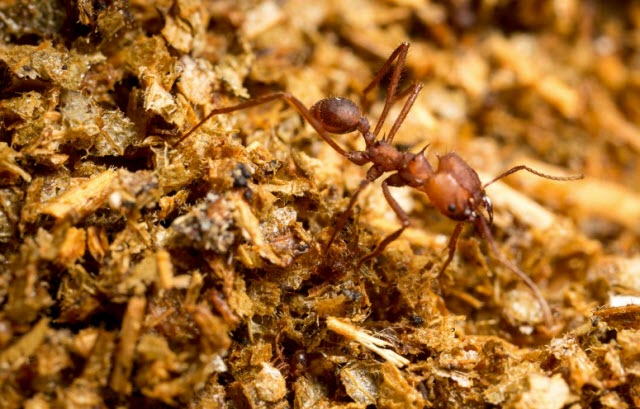 leaf cutter ant