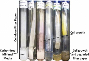 Streptomyces bacteria