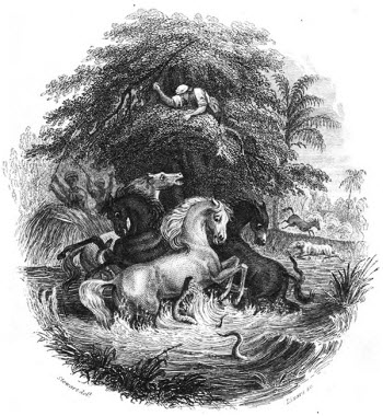 Historic illustration of electric eels attacking horses