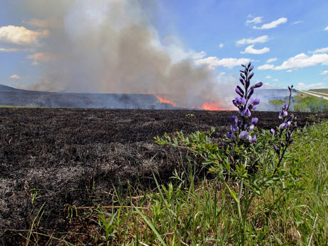 Kansas State University's Konza Prairie Biological Station