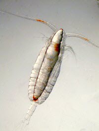 Copepod