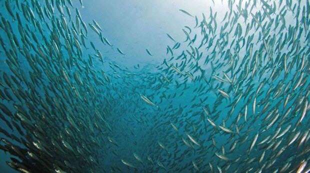 Schooling jack mackerel.