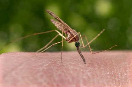 female Anopheles sinensis mosquito