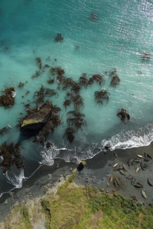 Southern elephant seals viewed by UAV