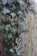 English ivy