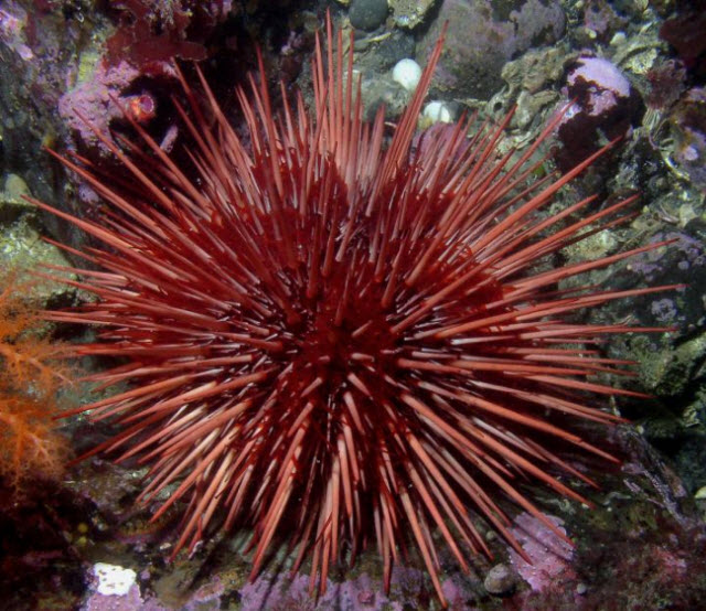 Sea Urchin