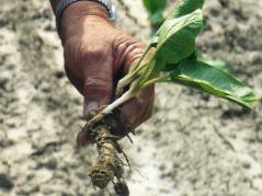 Horseradish plant