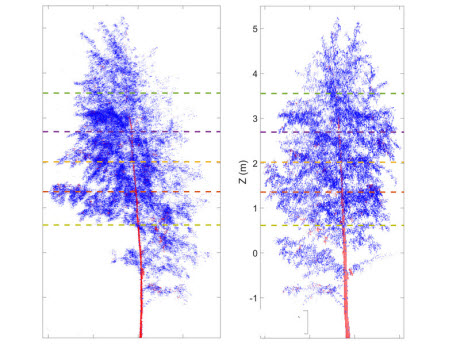 Trees have their own day-night rhythm too