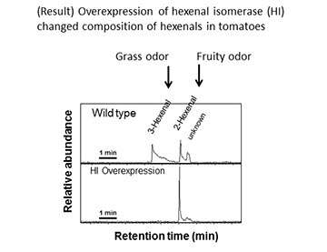 Analysis of tomato aroma components using gas chromatography