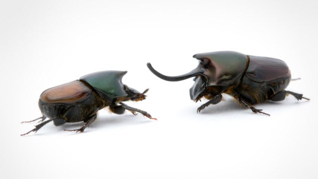 Two beetles of the genus Onthophagus