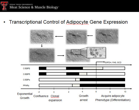 transcriptional control of adipocyte gene expression