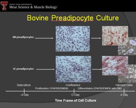 bovine preadipocyte culture