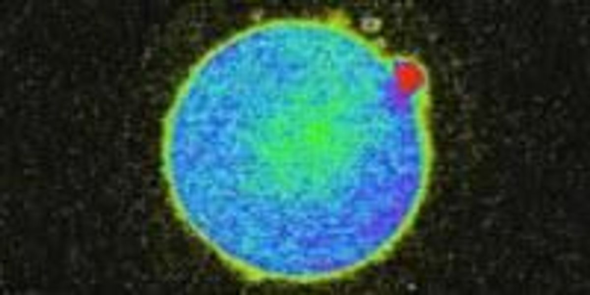 Científicos captan “chispas de zinc” en el momento de la fecundación humana