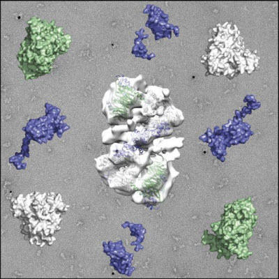 NuRD complex