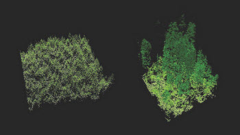 the differences in structure in plantation (left) and old-growth forests