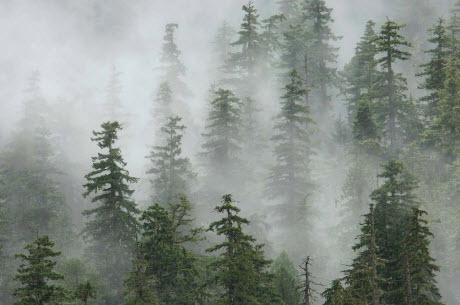 Old-growth forest in the Oregon Cascades