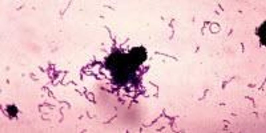Scientists Sharpen View of Gene Transfer between Pathogenic Bacteria ...